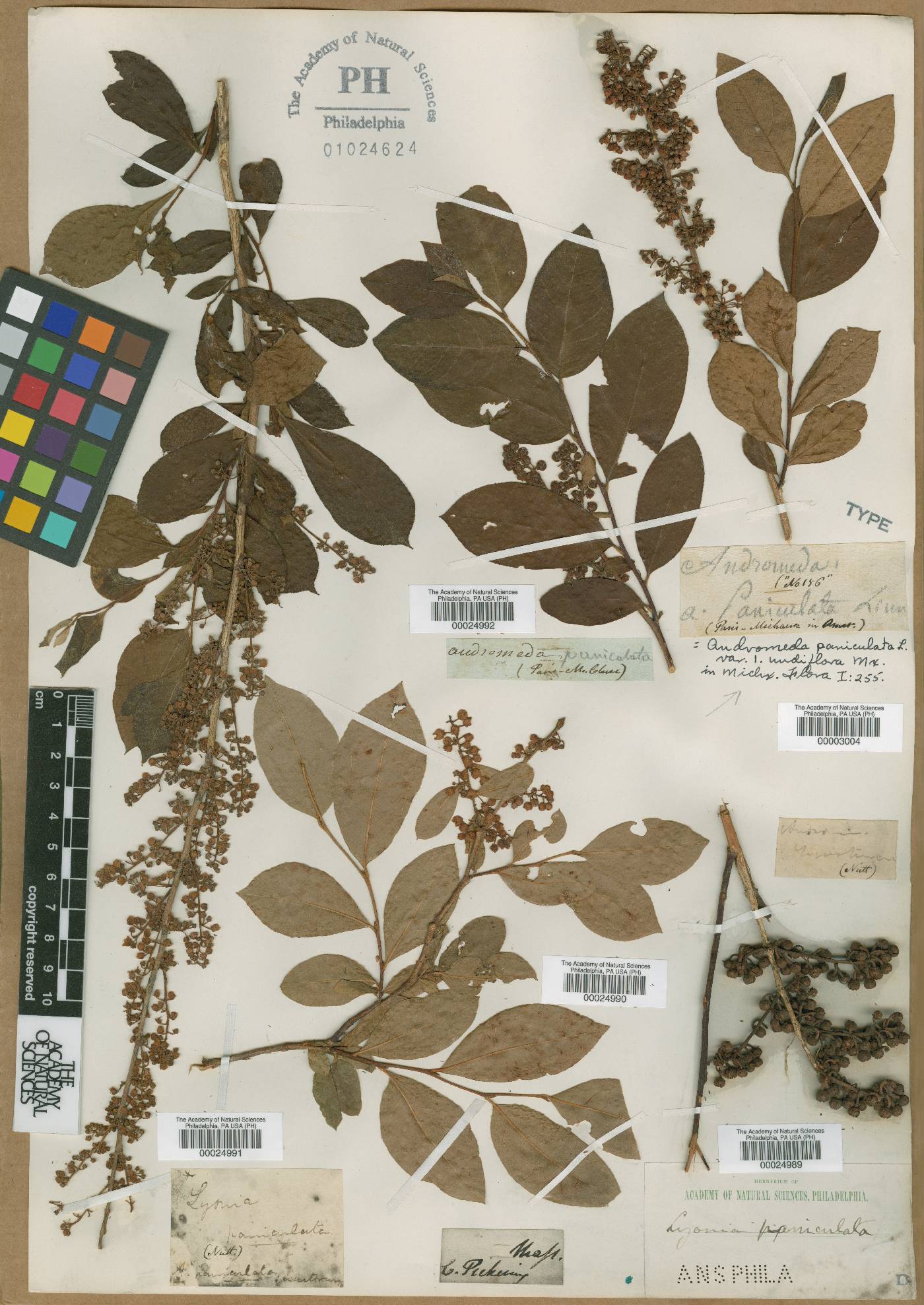 Lyonia paniculata image