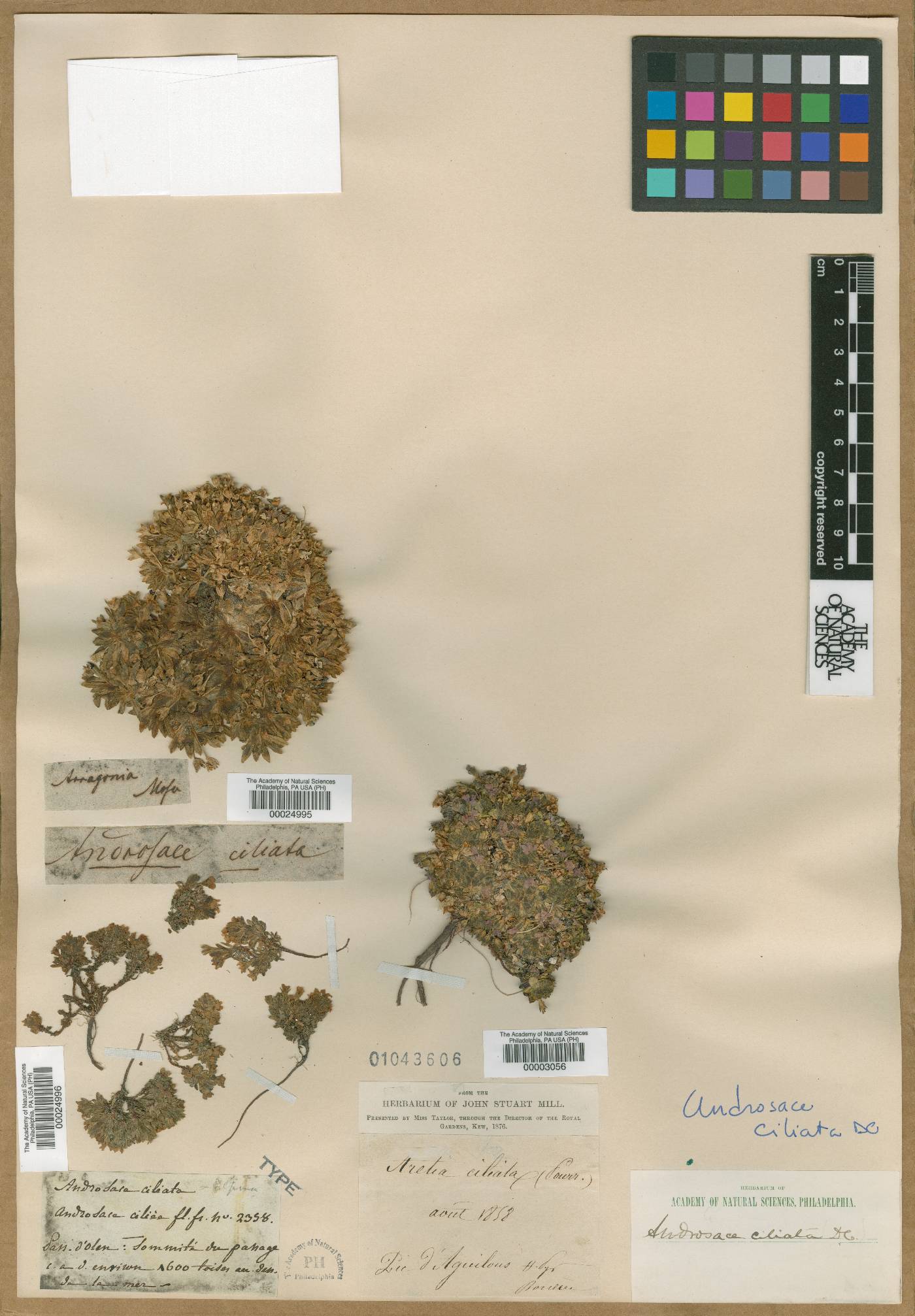 Androsace ciliata image