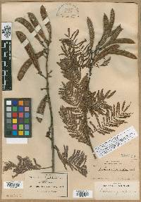 Calliandra grandiflora image