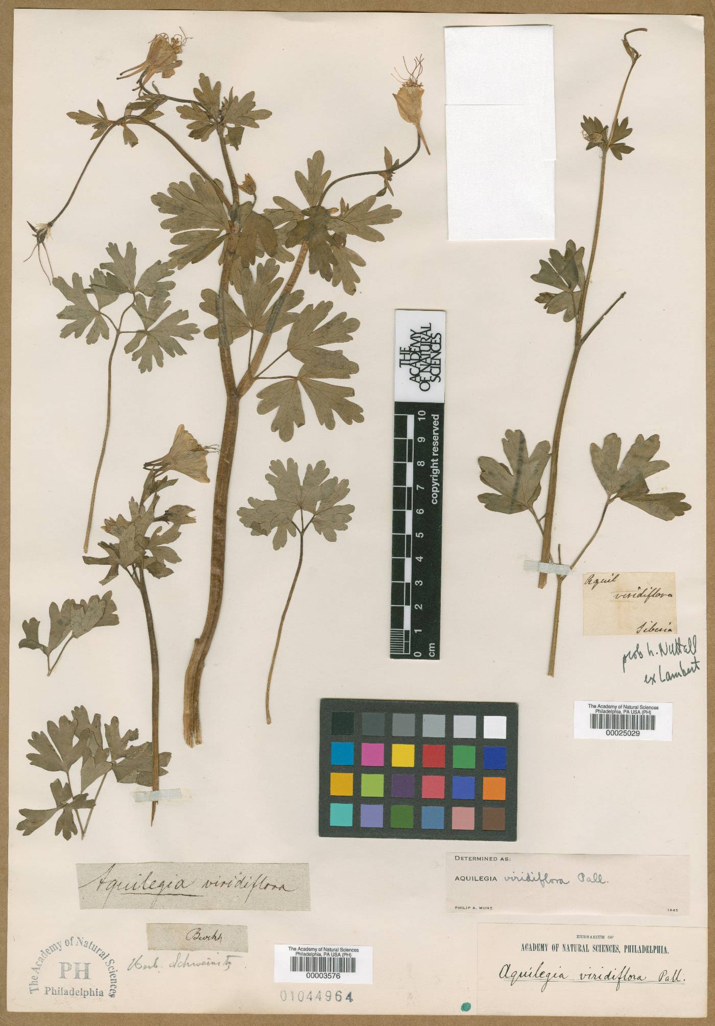 Aquilegia viridiflora image