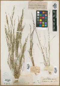 Aristida dichotoma image