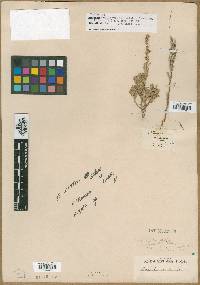 Artemisia trifida image