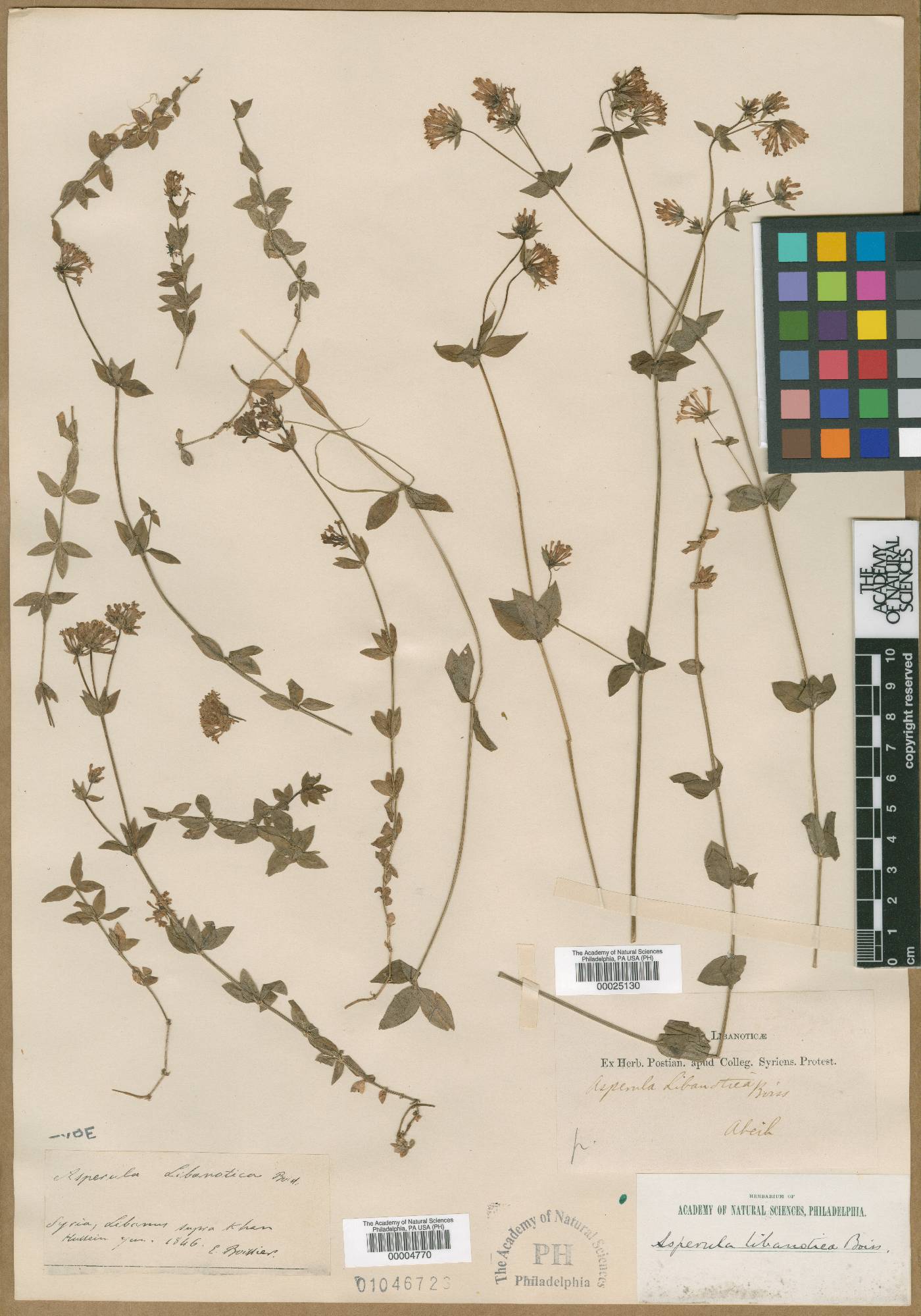 Asperula libanotica image