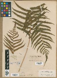 Thelypteris patens image