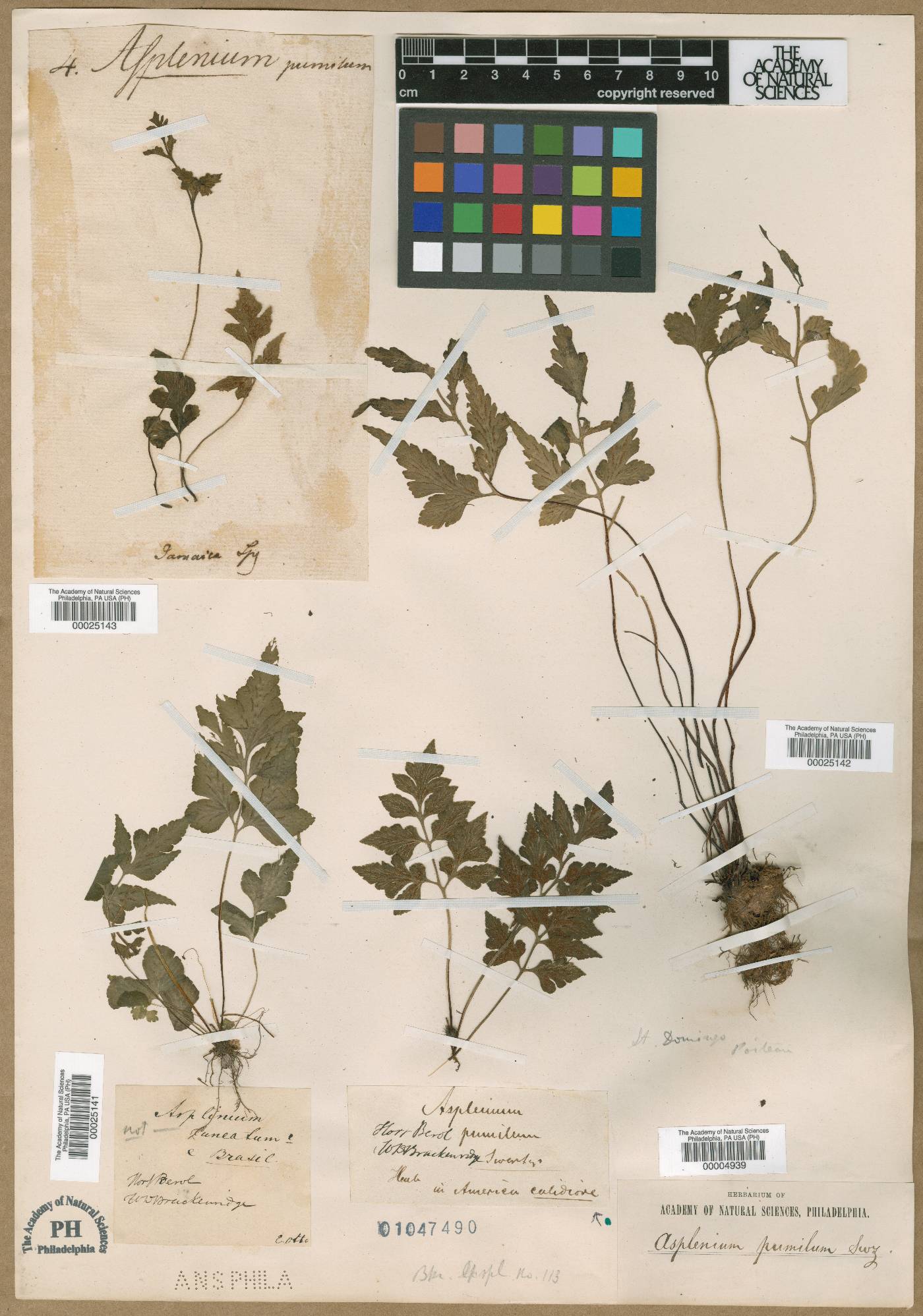 Asplenium pumilum image