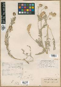 Astragalus spaldingii image