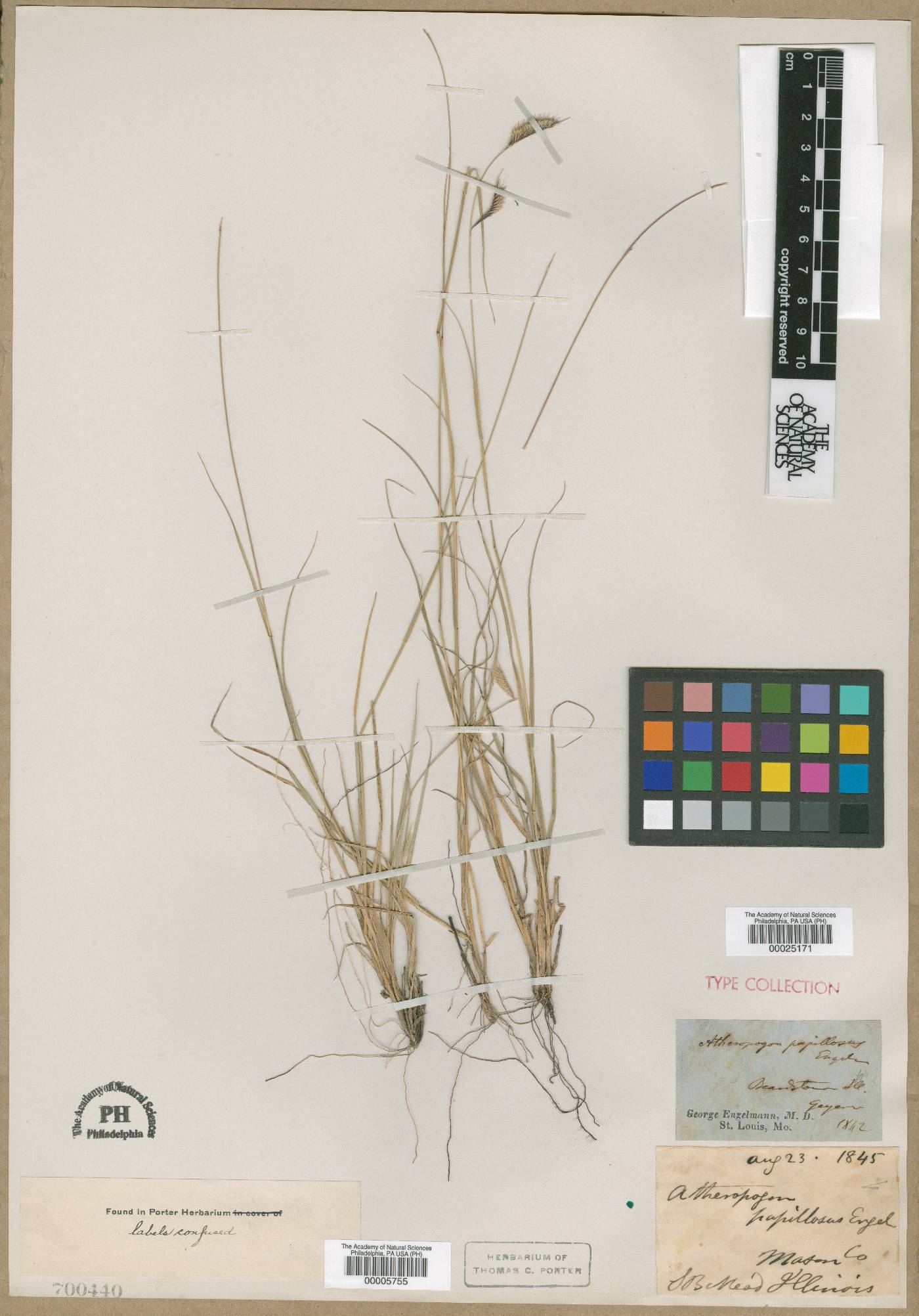 Chondrosum hirsutum image