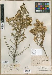 Baccharis microphylla image