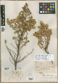 Baccharis microphylla image