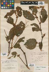Begonia bangii image