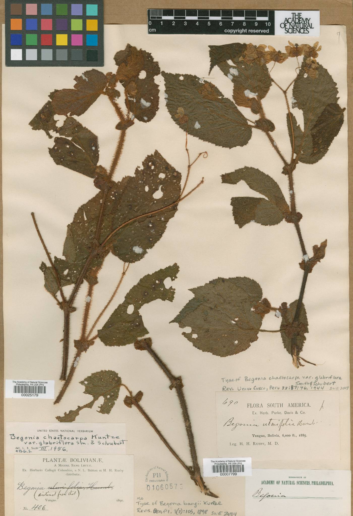 Begonia bangii image