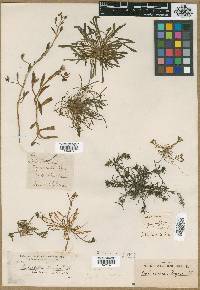 Calandrinia graminifolia image