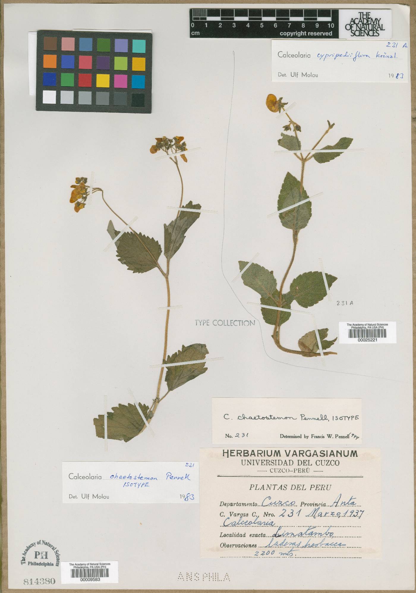 Calceolaria chaetostemon image