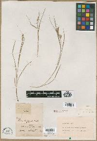 Carex collinsii image