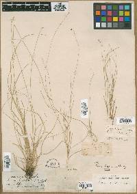 Carex disperma image