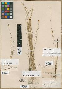 Carex exilis image