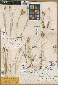 Carex fendleriana image