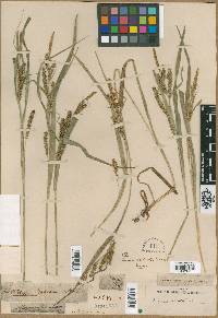 Carex scabrata image