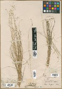 Carex trisperma image