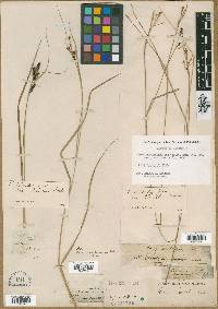 Carex caroliniana image