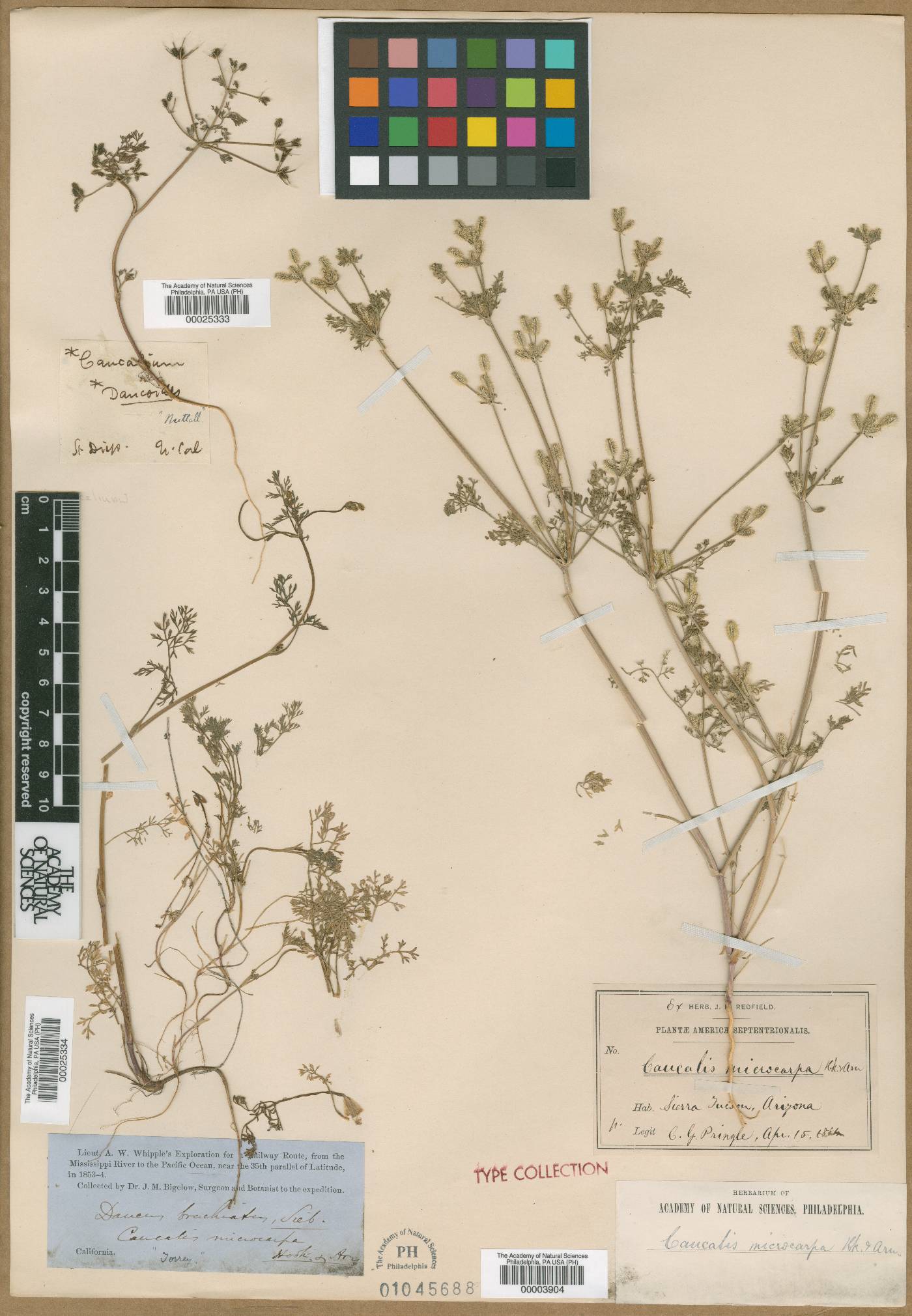 Caucalis daucoides image
