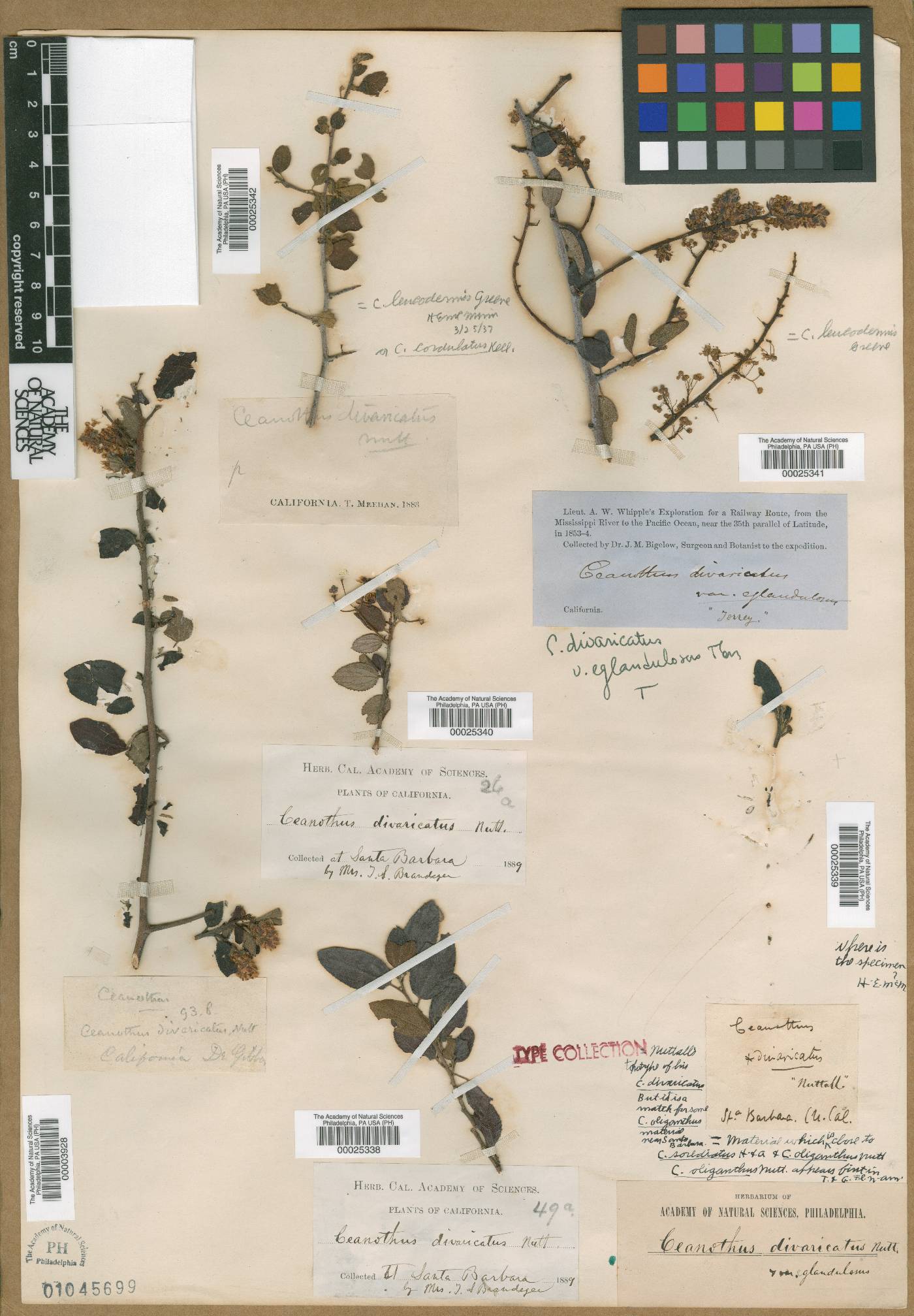 Ceanothus divaricatus image
