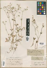 Cerastium ligusticum subsp. ligusticum image