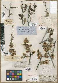 Cercocarpus betulifolius image