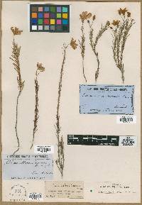 Cheiranthera linearis image