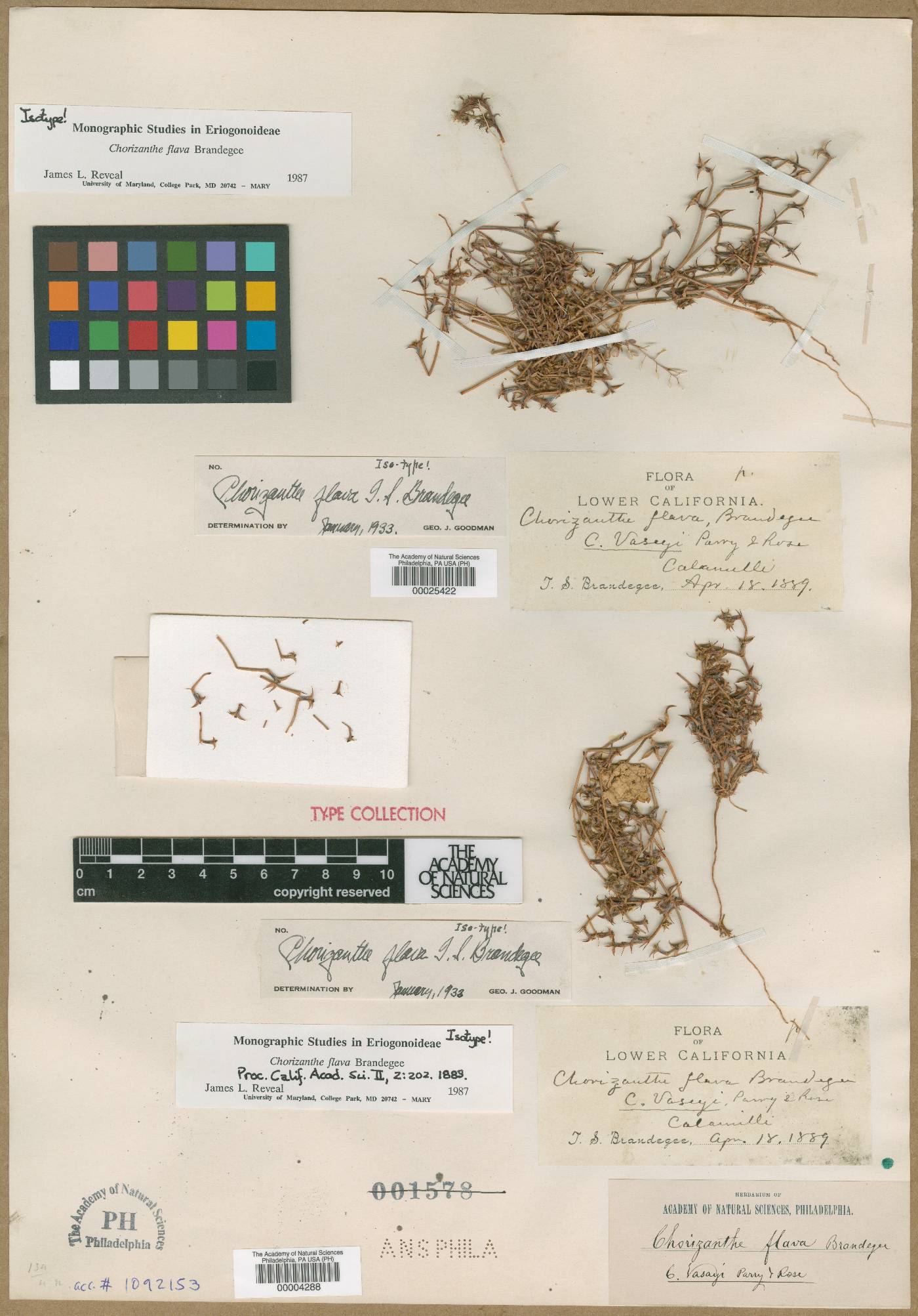 Chorizanthe flava image
