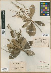 Clethra pringlei image