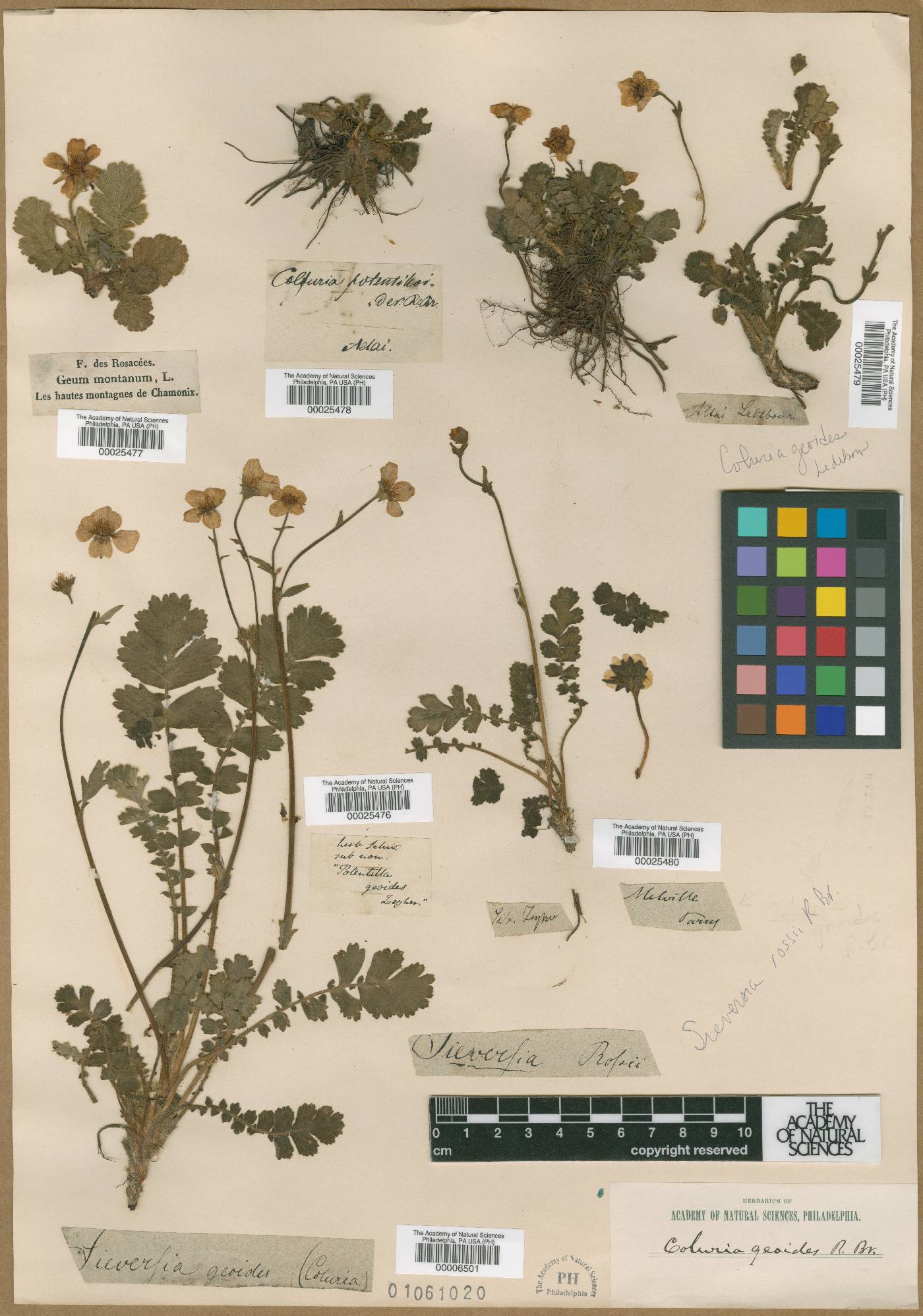 Coluria image