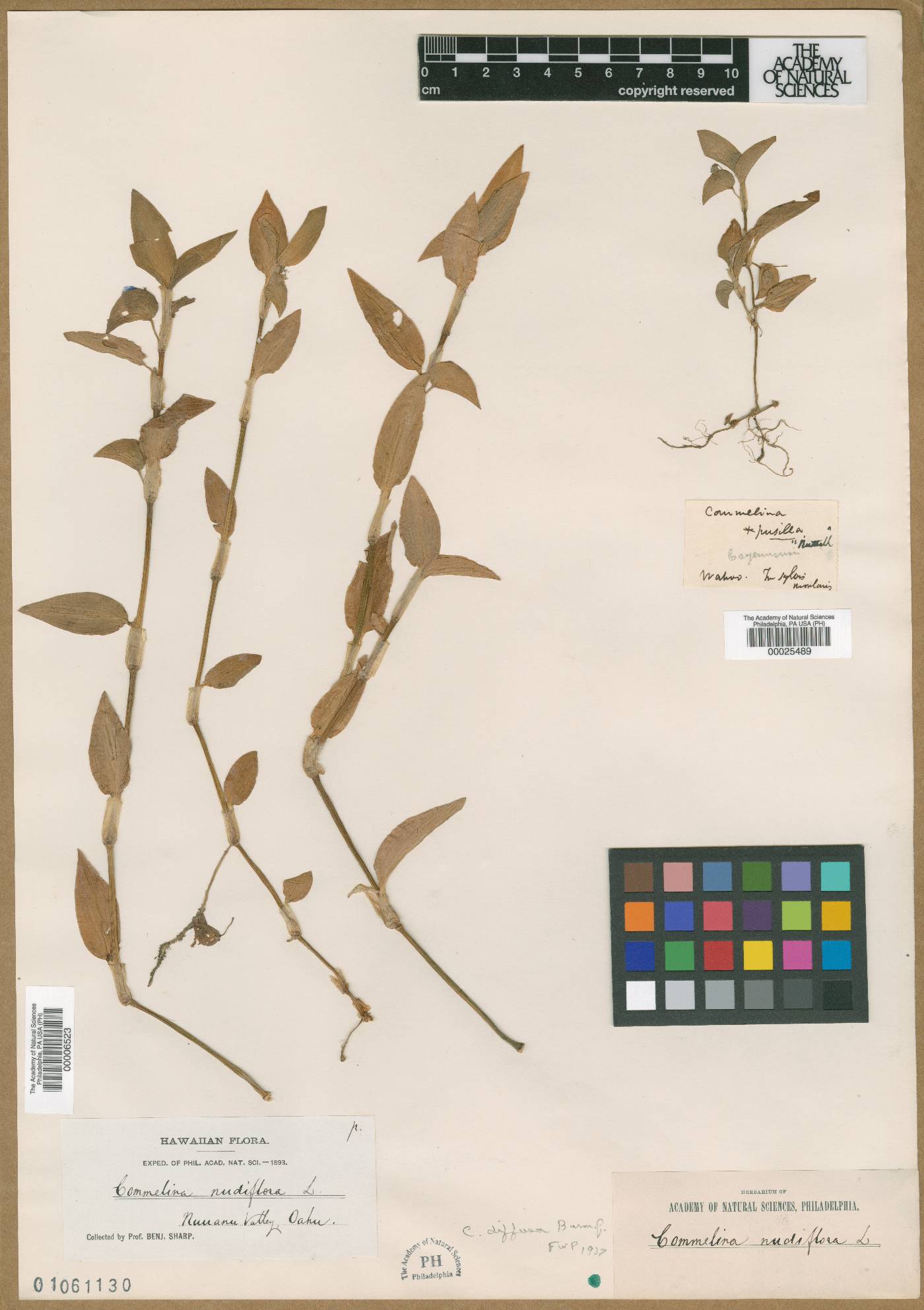 Commelina nudiflora image