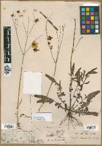 Coreopsis tinctoria image