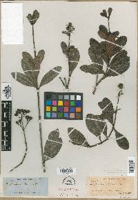 Suberanthus stellatus image