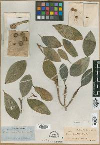 Ficus aurea image