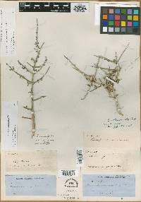 Forestiera angustifolia image