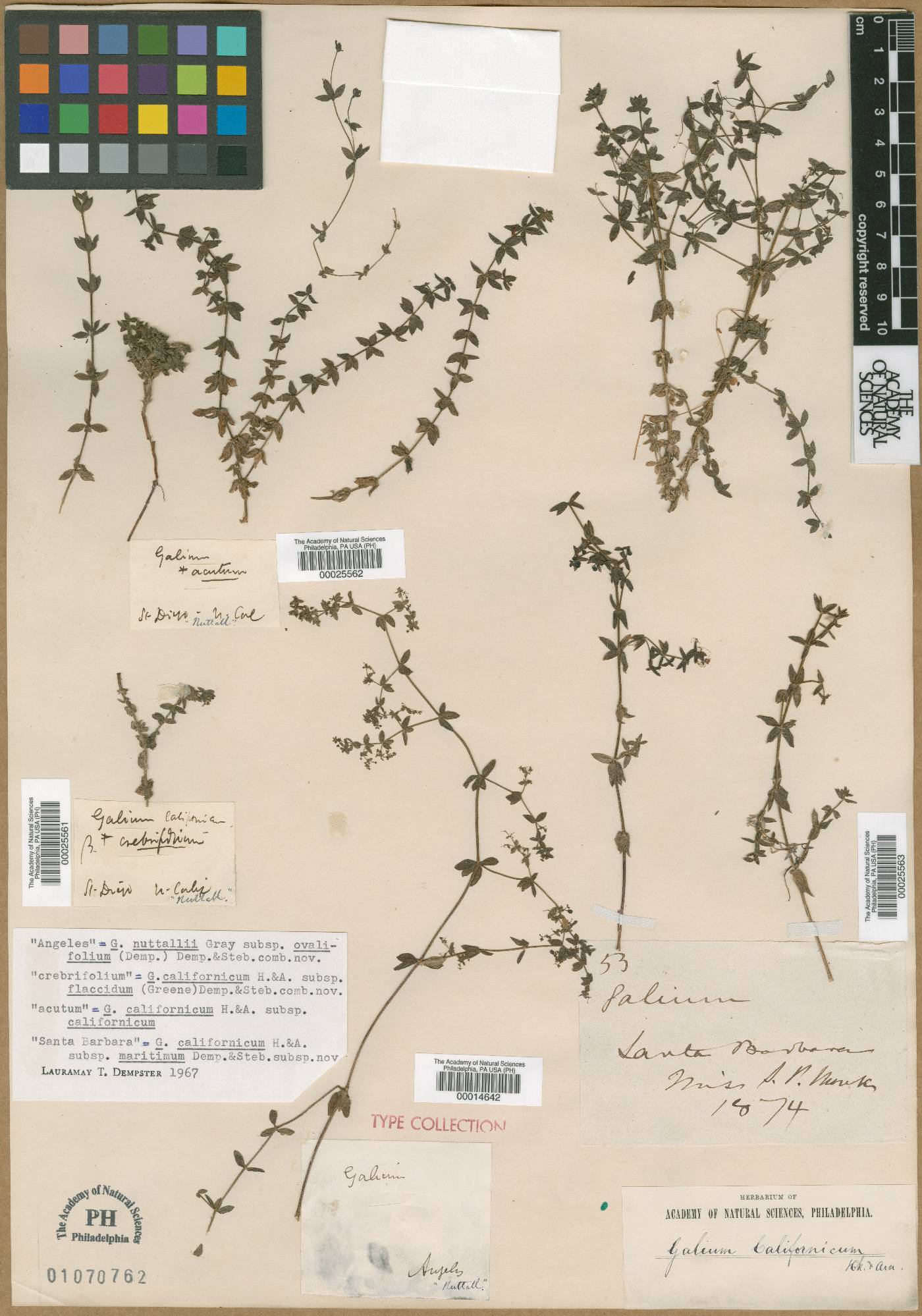 Galium californicum var. crebrifolium image