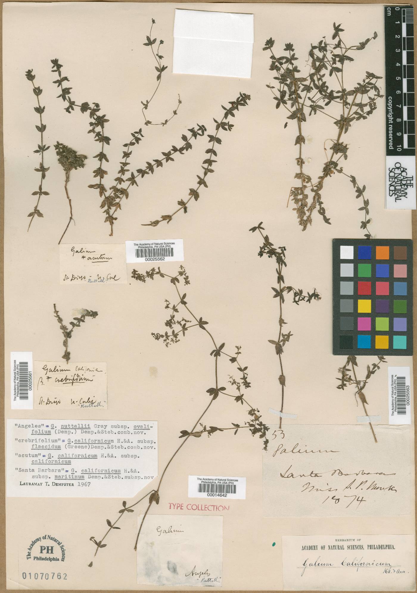 Galium californicum subsp. maritimum image