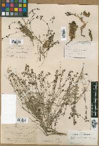 Galium incanum subsp. incanum image