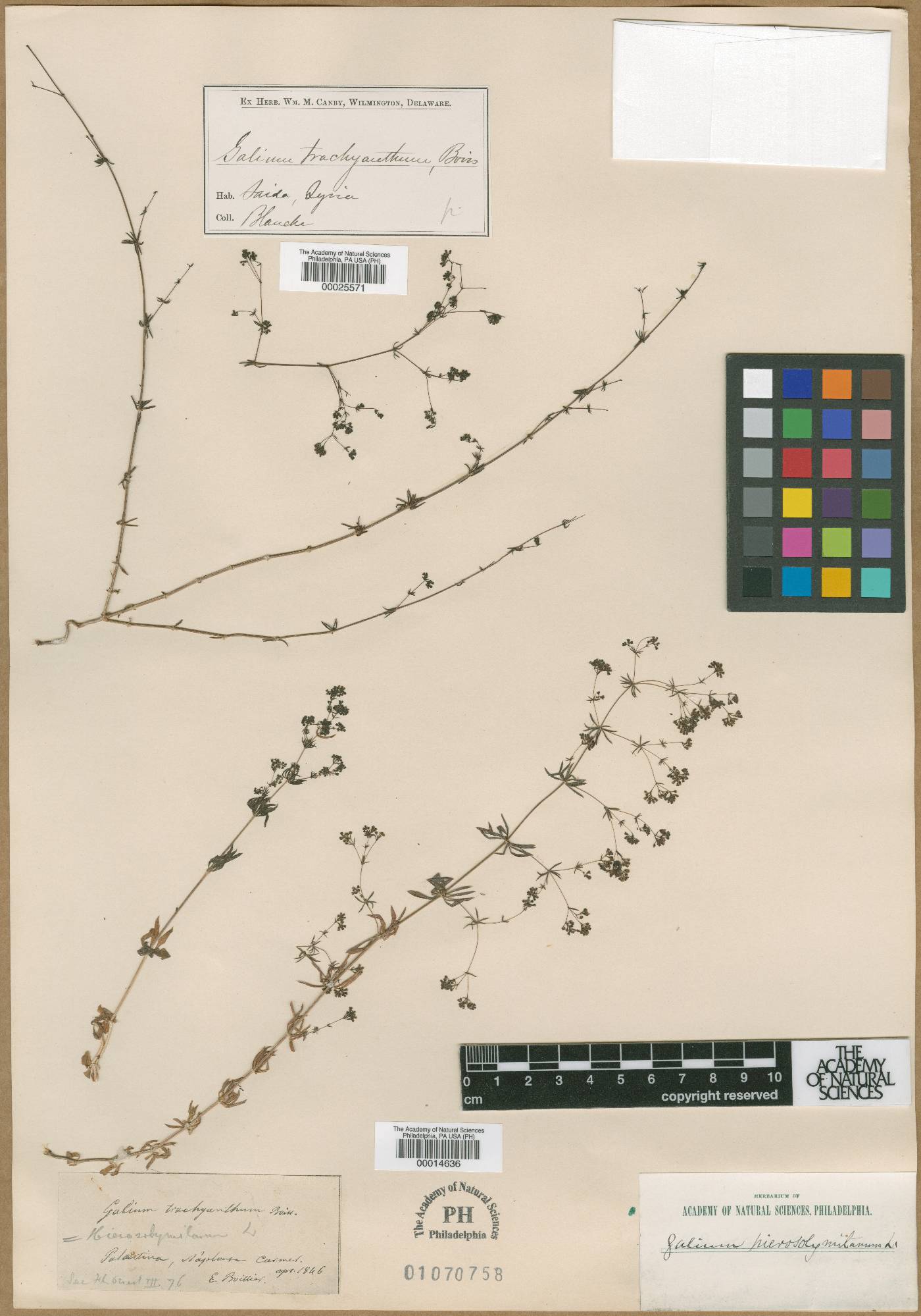 Galium hierosolymitanum image