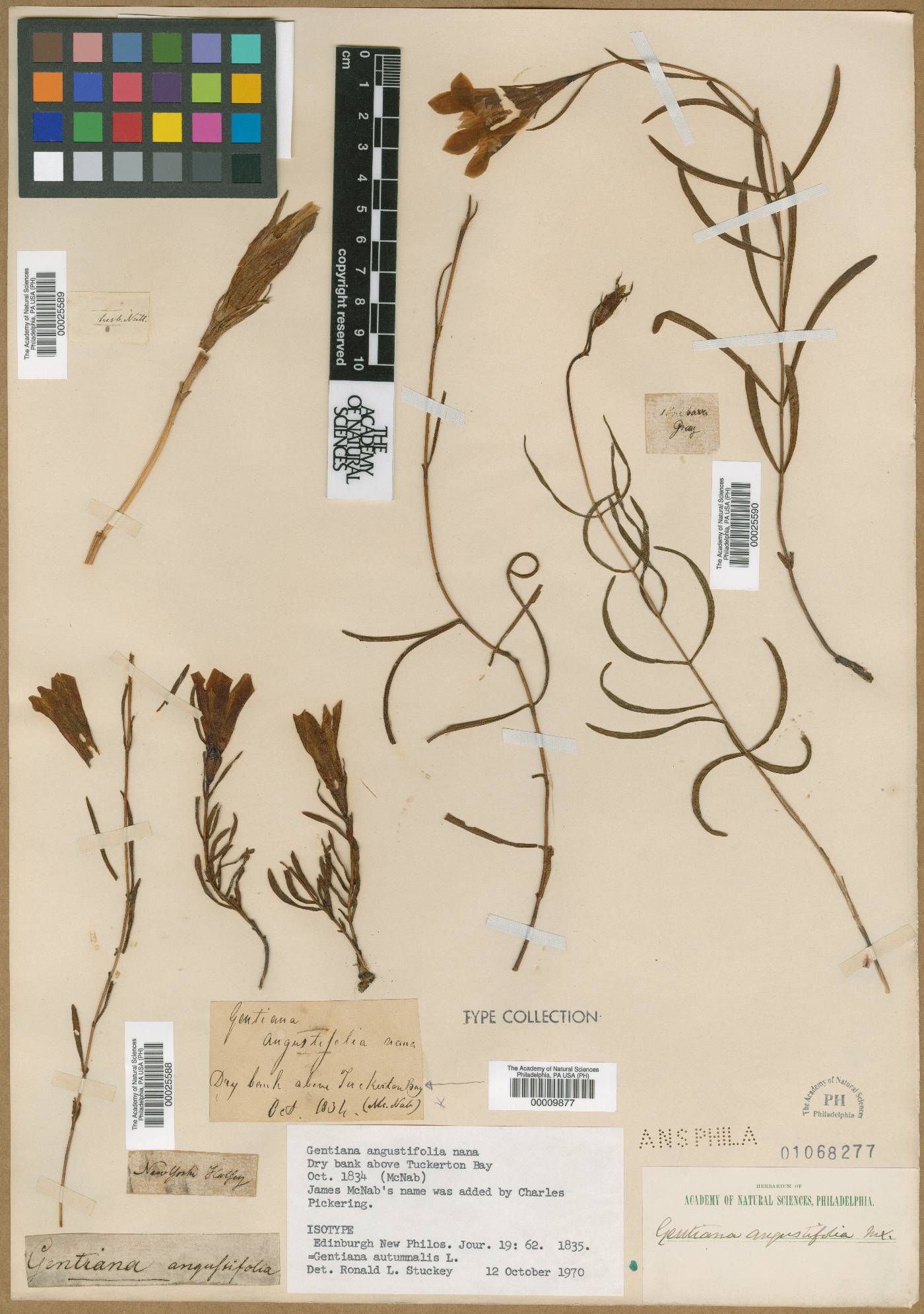 Gentiana angustifolia image