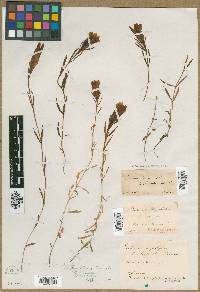 Gentiana angustifolia image