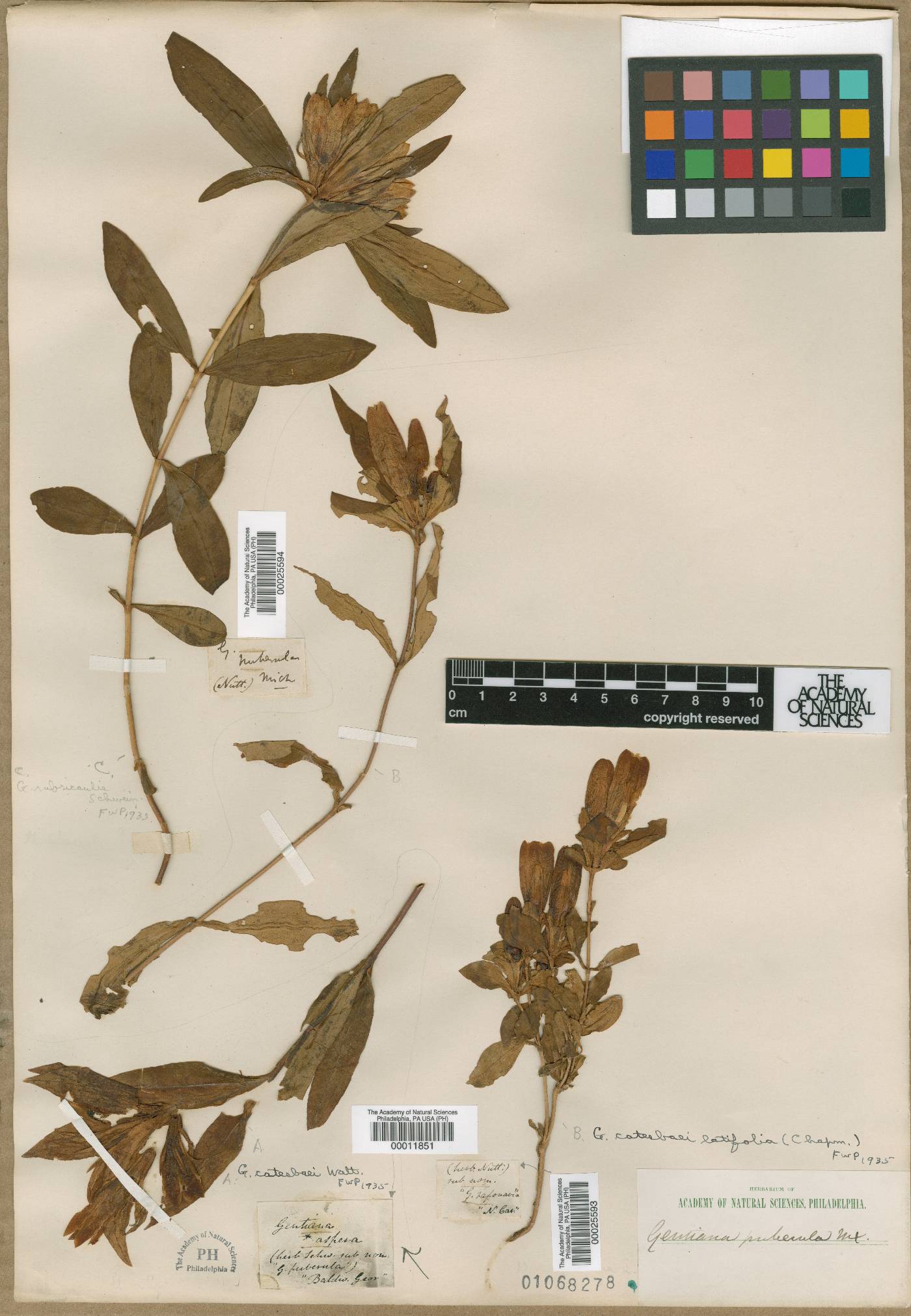 Gentiana aspera image