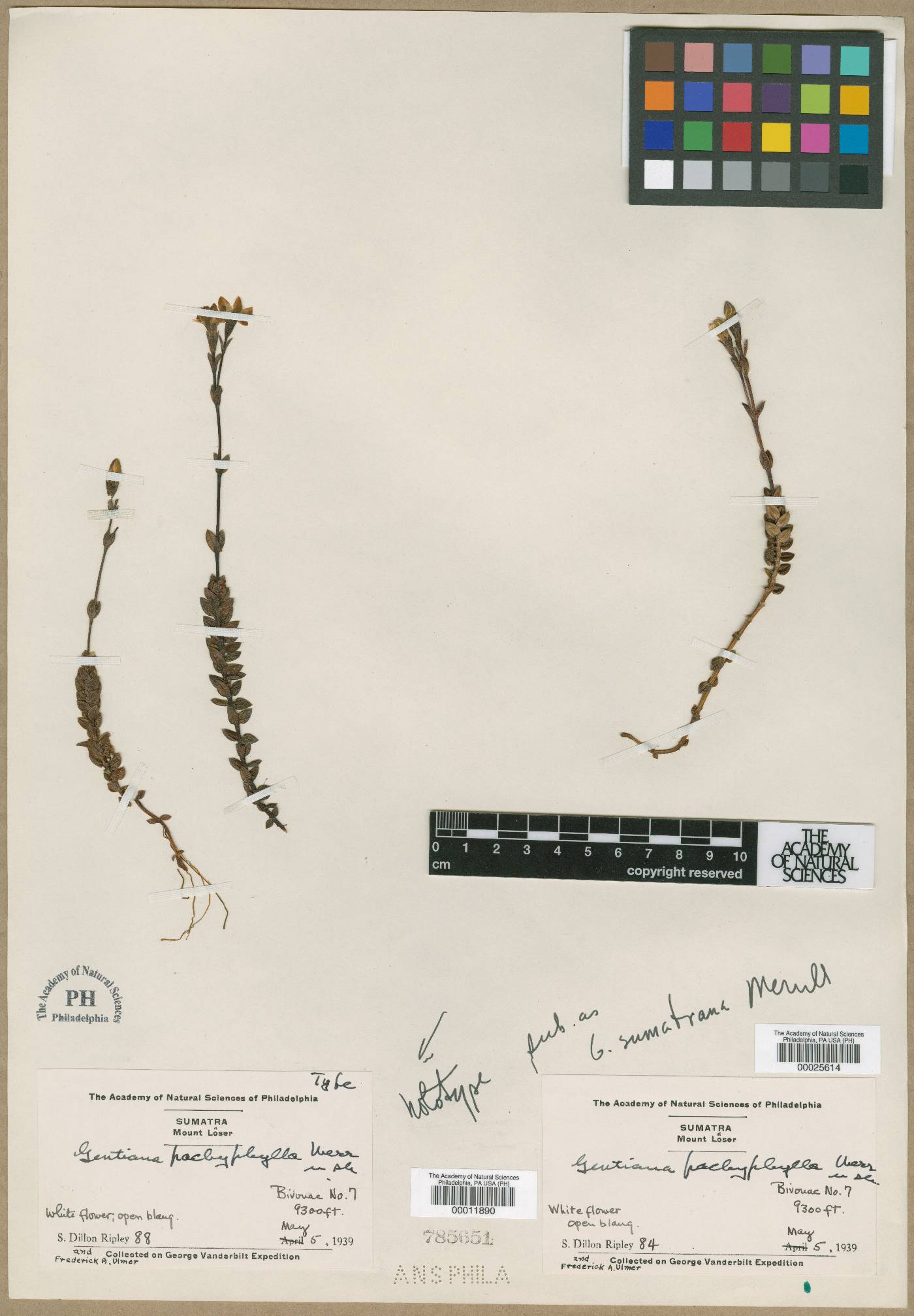 Gentiana pachyphylla image