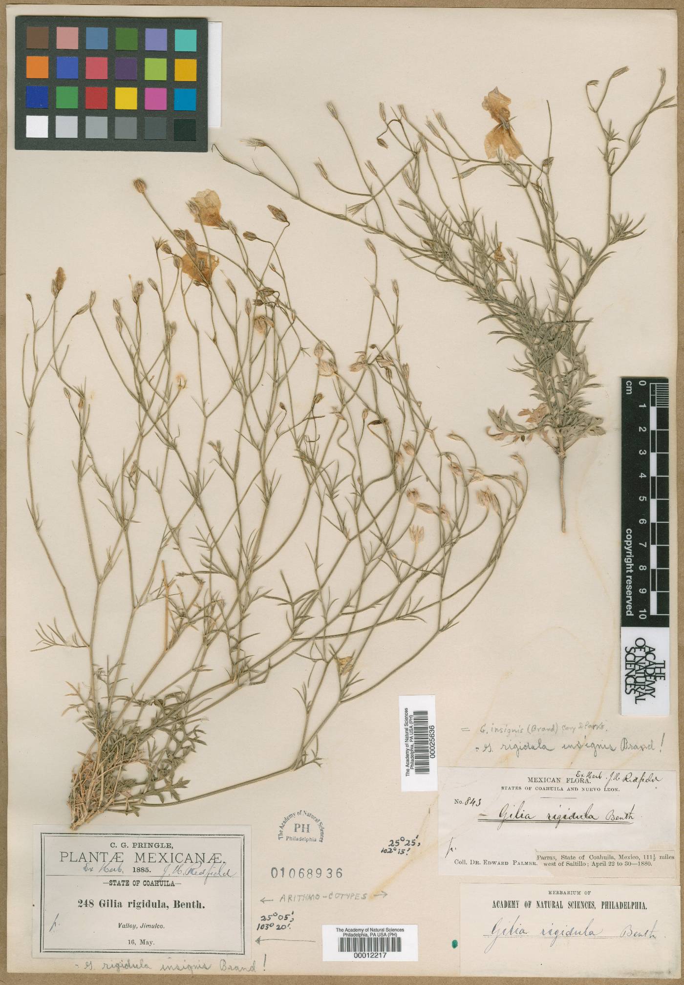 Gilia rigidula image