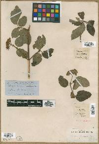 Cornus pubescens image