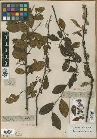 Cotoneaster bacillaris image