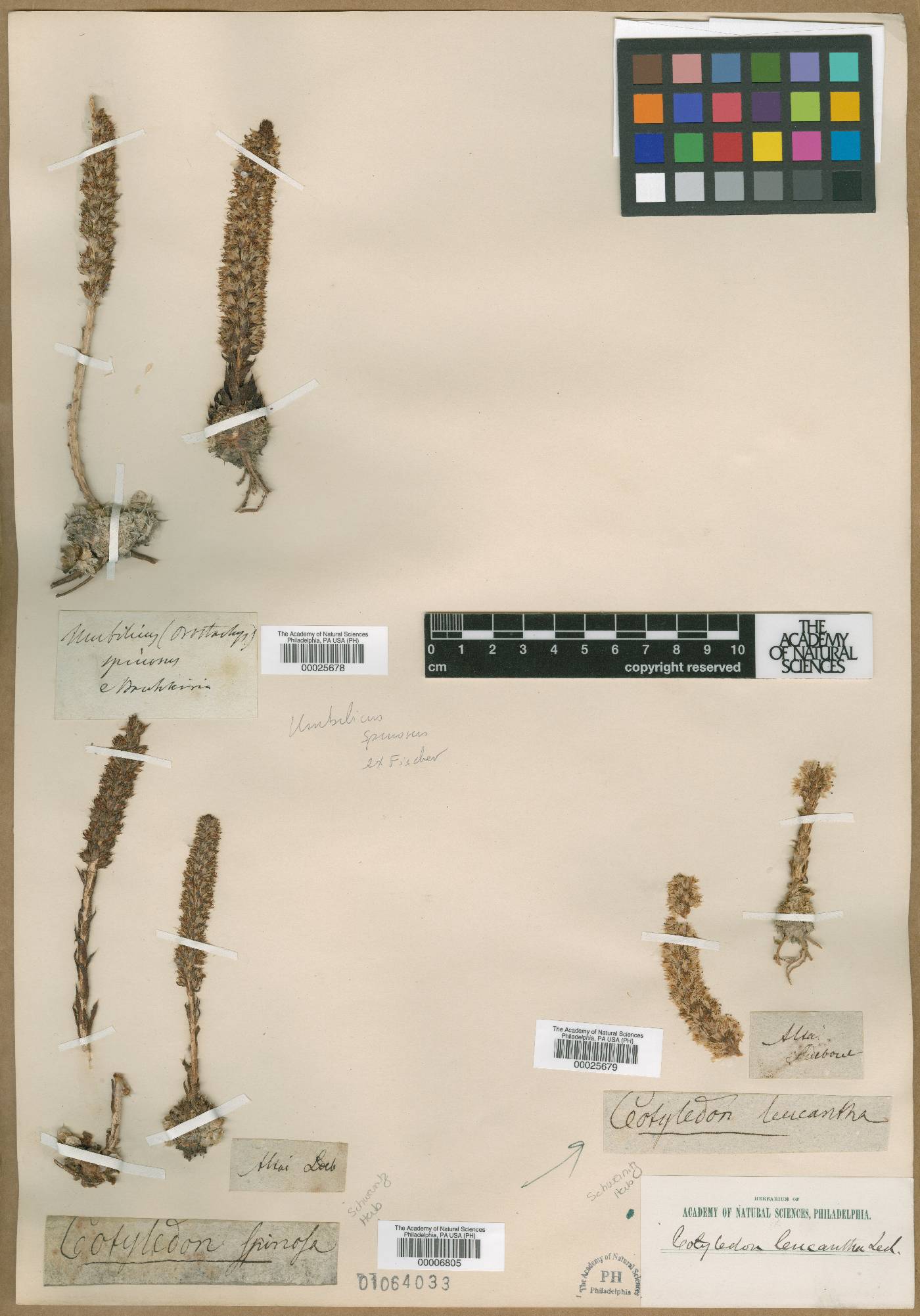 Orostachys thyrsiflora image