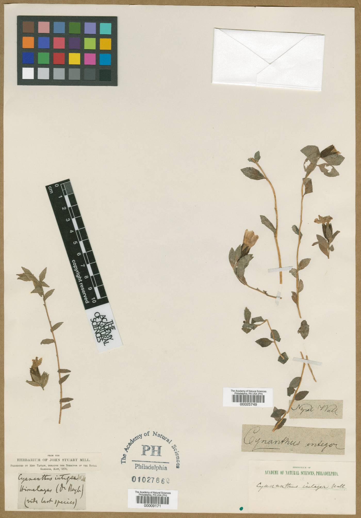 Cyananthus integer image